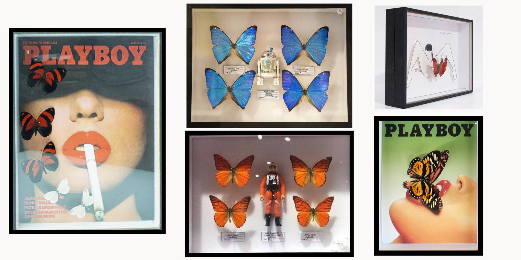 Coffrets entomologiques de Pocket Factory