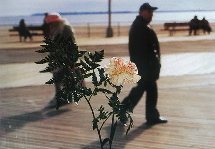 "Flowers" de Martin Parr - 1995 - Galerie du Jour agnès b, Paris-The Woods Gallery