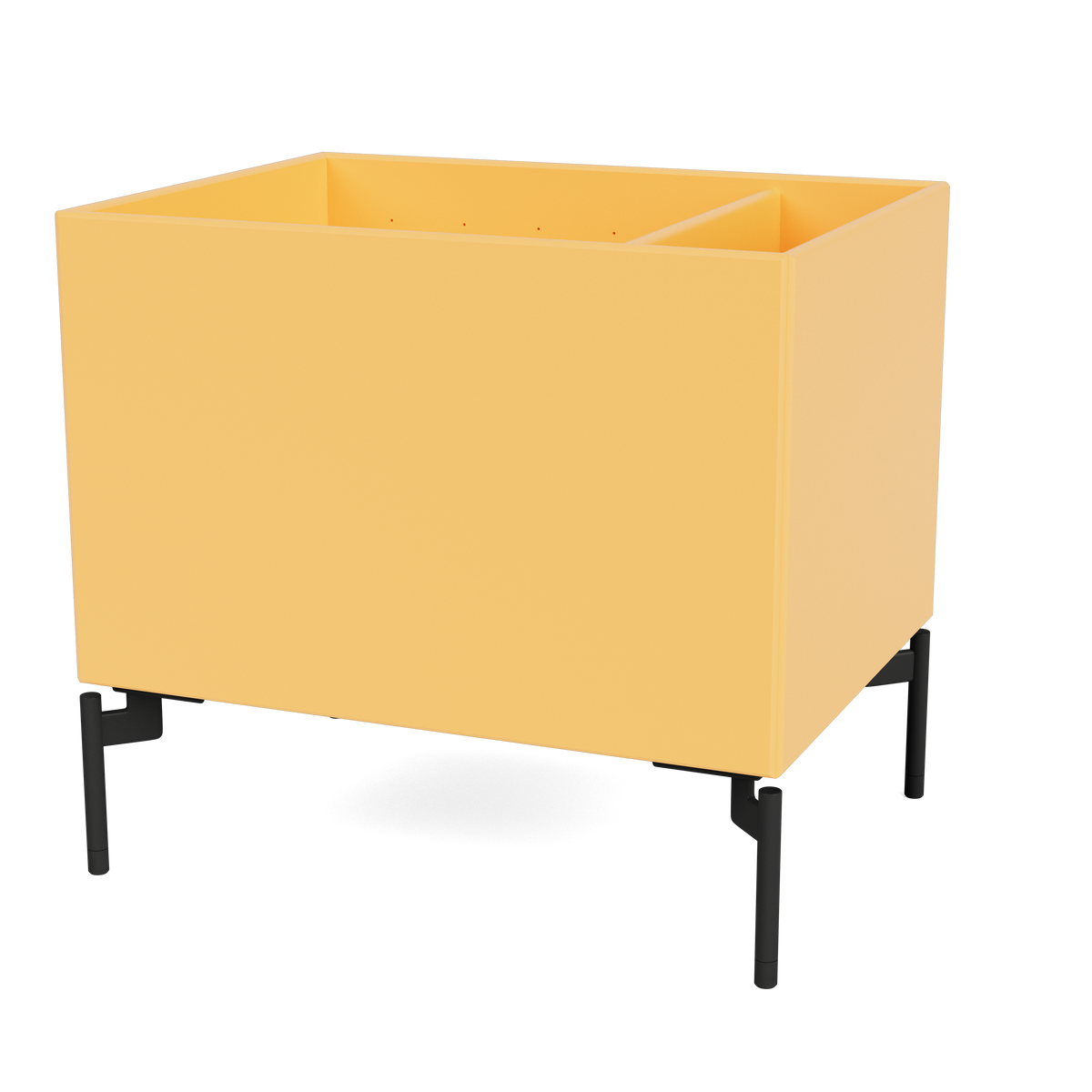 Colour Box II Montana 166 Acacia sur pieds 12,6 cm black