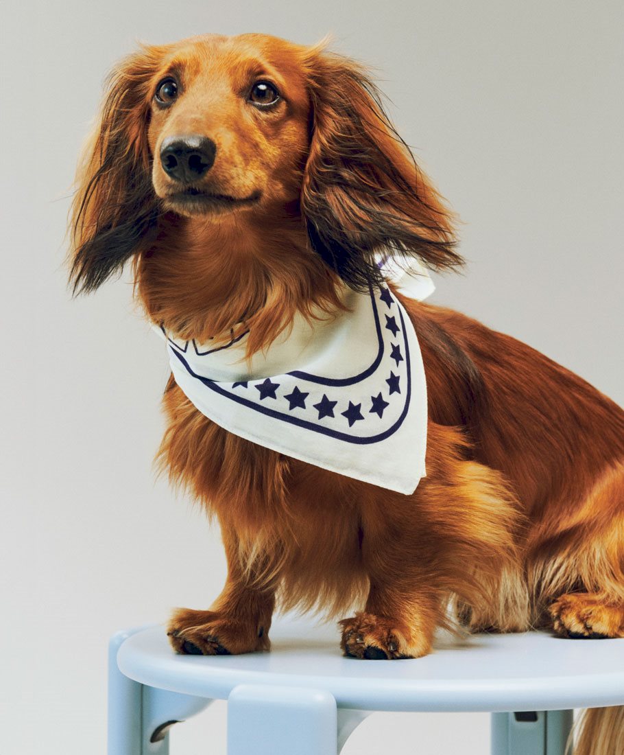 Foulard HAY Dogs de Barbara Maj Husted Werner - Hay