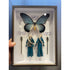 Coffret ANTHO(mo)LOGY Star Wars Bib Fortuna de Pocket Factory-The Woods Gallery