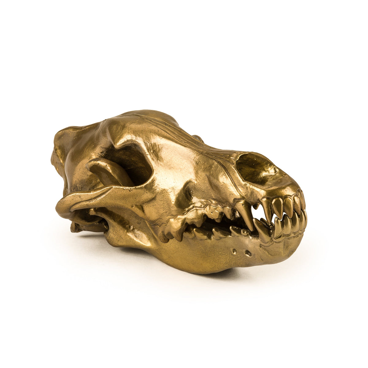 Sculpture Wunderkammer Wolf Skull de Diesel Living - Seletti-vue 7-The Woods Gallery