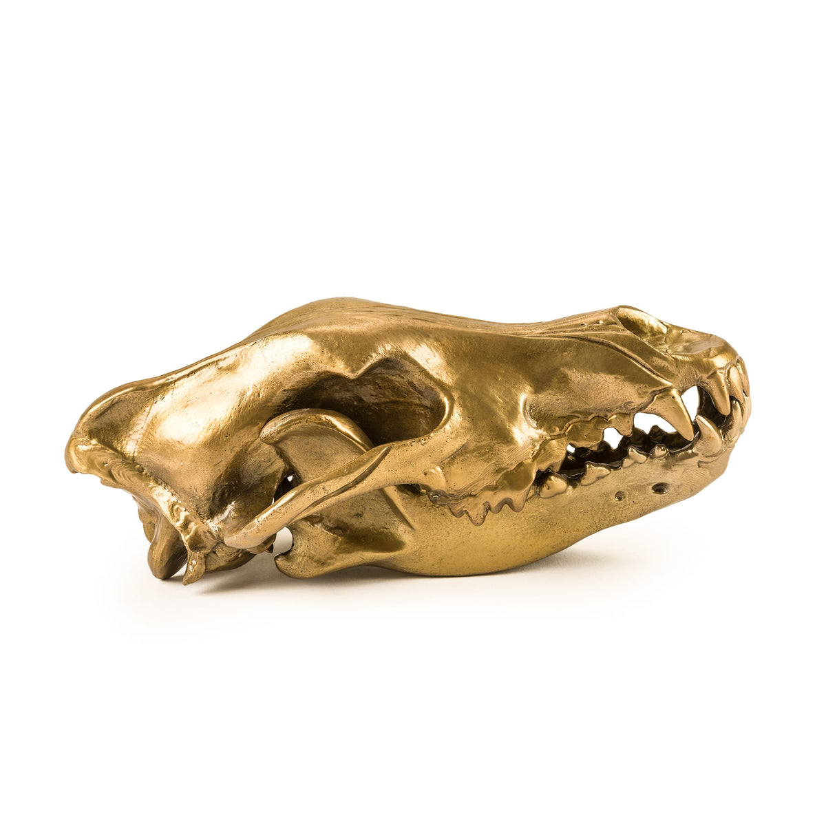 Sculpture Wunderkammer Wolf Skull de Diesel Living - Seletti-vue 10-The Woods Gallery
