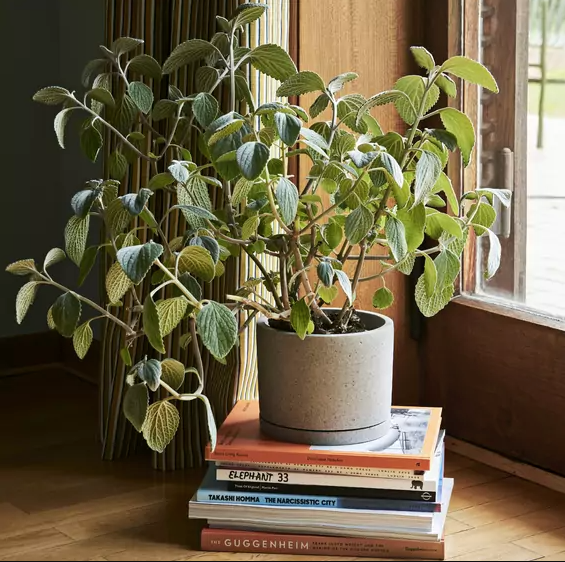 Pot de plantes avec soucoupe - Hay-L-Gris-The Woods Gallery
