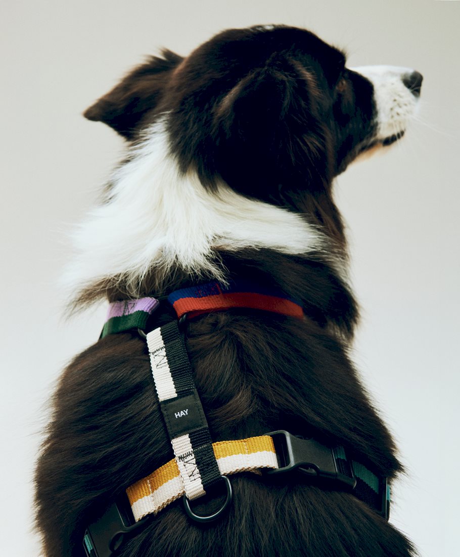 Harnais HAY Dogs de Barbara Maj Husted Werner - Hay