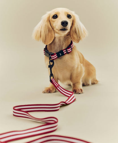 Laisse HAY Dogs de Barbara Maj Husted Werner - Hay