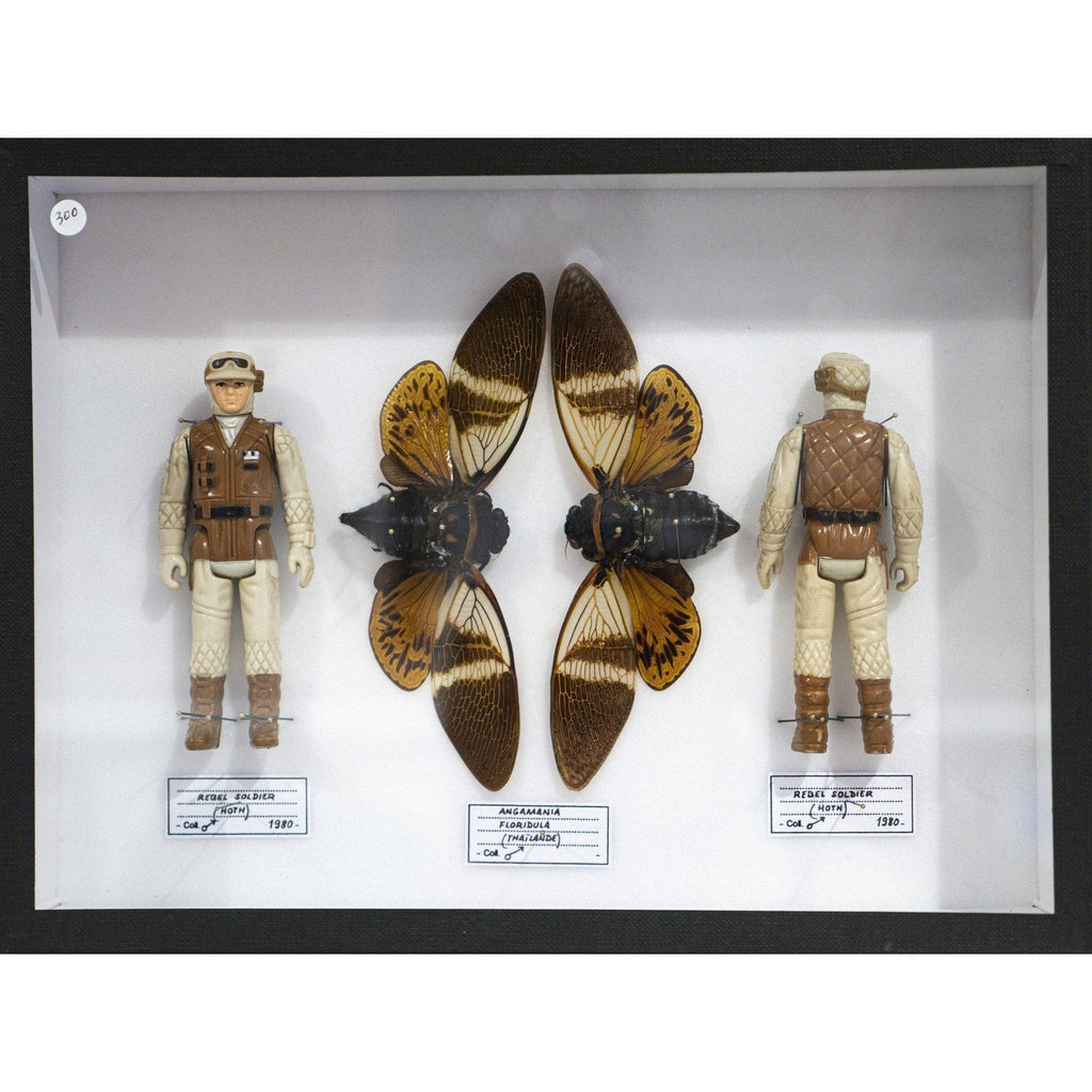 Coffret Angamania floridula (Thaïlande) x Rebel soldier (Hoth) de Pocket Factory-The Woods Gallery