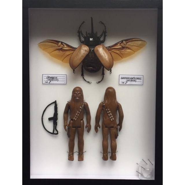 Coffret Eupatorus Gracilicornis (Taïlande) x Chewbacca (Kashyyyk) de Pocket Factory-The Woods Gallery