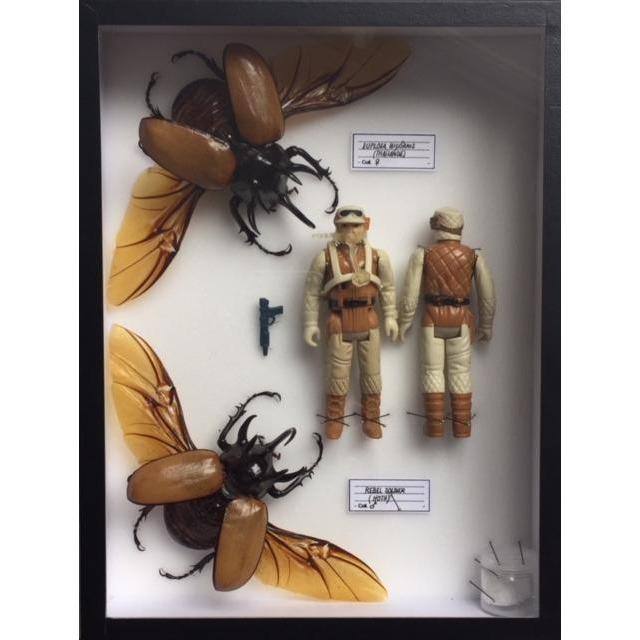Coffret Eupatorus Gracilicornis (Taïlande) x Revel soldier (Hoth) de Pocket Factory-The Woods Gallery