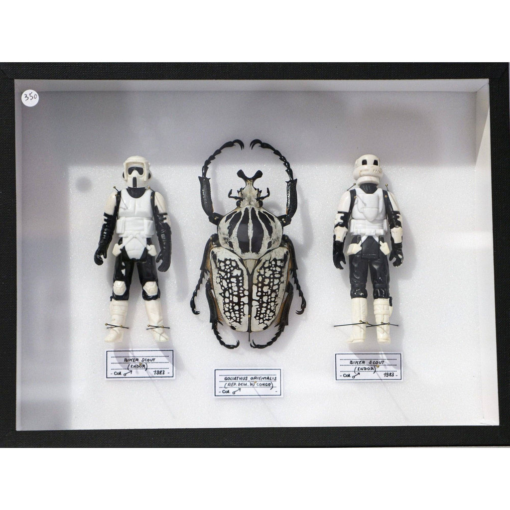 Coffret Goliathus Orientalis (Rep. Dem du Congo) x Biker scout (Endor) de Pocket Factory-The Woods Gallery