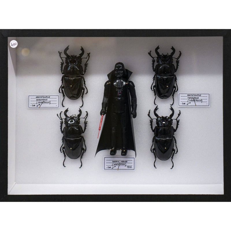 Coffret Mesotaupus Tarandus (Cameroun) x Dark Vader (Death star) de Pocket Factory-The Woods Gallery