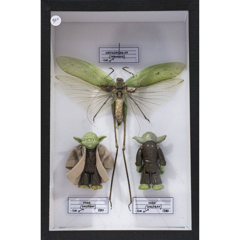 Coffret Orthoptera SP (Indonésie) x Yoda (Dagobah) de Pocket Factory-The Woods Gallery
