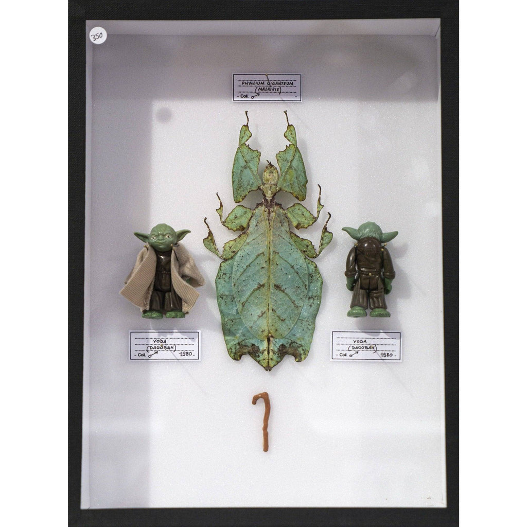 Coffret Phyllium giganteum (Malaisie) x Yoda (Dagobah) de Pocket Factory-The Woods Gallery